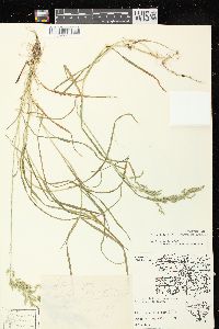 Poa trivialis image