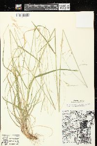 Poa saltuensis image