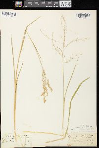 Glyceria canadensis image