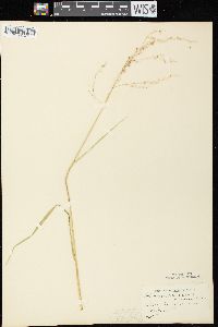 Glyceria canadensis image