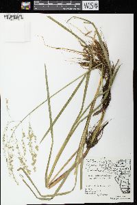 Glyceria canadensis image