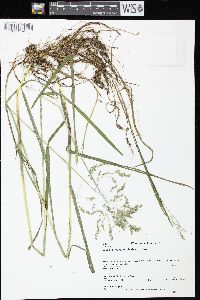 Glyceria canadensis image