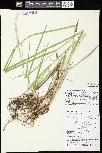 Glyceria canadensis image