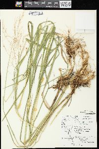 Glyceria canadensis image