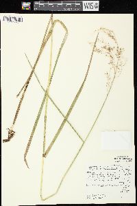 Glyceria canadensis image