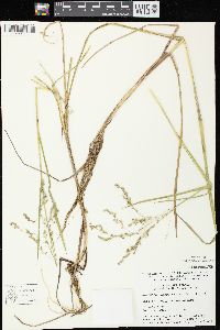 Glyceria canadensis image