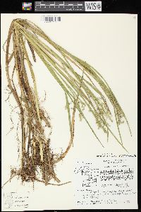 Glyceria canadensis image