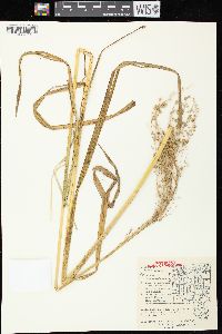 Glyceria canadensis image