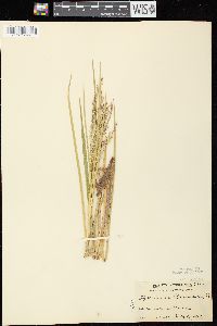 Glyceria canadensis image