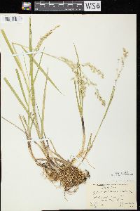 Glyceria canadensis image