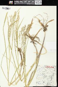 Glyceria canadensis image