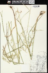 Glyceria canadensis image