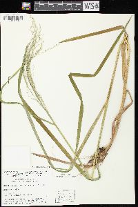 Glyceria canadensis image