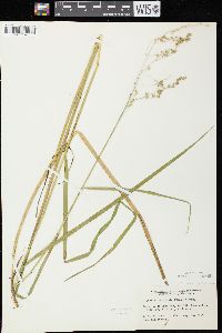 Glyceria canadensis image