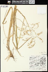 Glyceria canadensis image