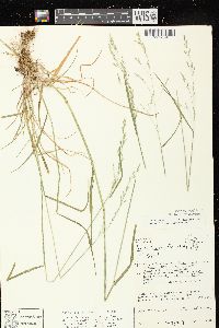 Poa saltuensis image