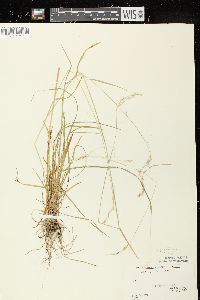 Poa saltuensis image