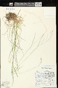 Poa saltuensis image