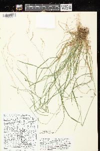 Poa saltuensis image