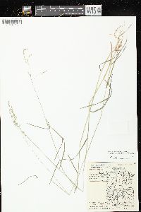 Poa saltuensis image