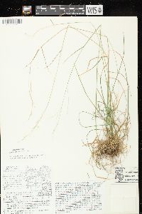 Poa saltuensis image