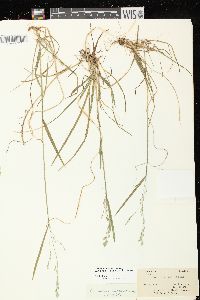 Poa saltuensis image