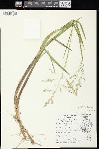 Glyceria canadensis image