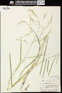 Glyceria canadensis image