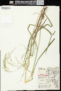 Glyceria canadensis image