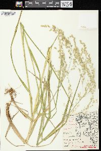 Glyceria canadensis image