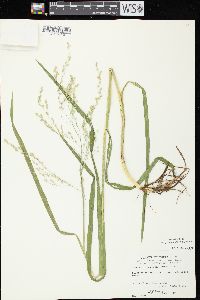 Glyceria canadensis image