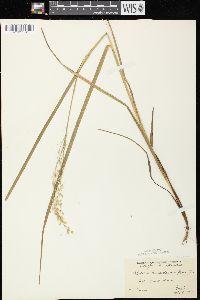 Glyceria canadensis image