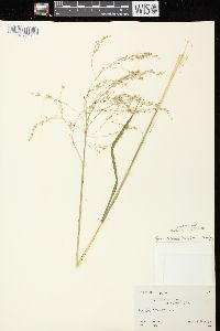 Glyceria canadensis image