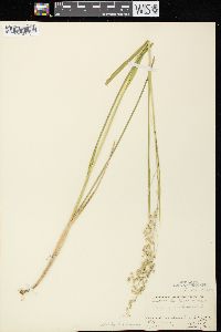 Glyceria canadensis image