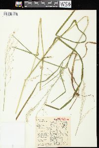 Glyceria canadensis image