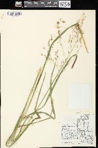 Glyceria canadensis image