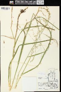 Glyceria canadensis image