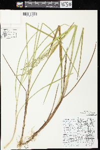 Glyceria canadensis image