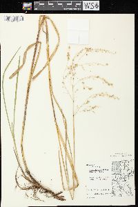 Glyceria canadensis image