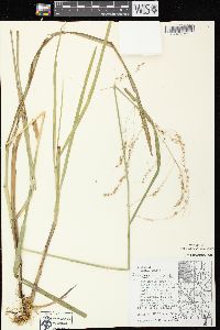 Glyceria canadensis image