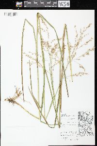 Glyceria canadensis image