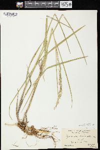 Glyceria canadensis image