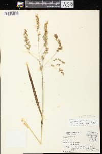 Glyceria canadensis image