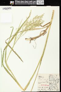 Glyceria canadensis image