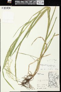 Glyceria canadensis image