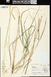 Glyceria canadensis image