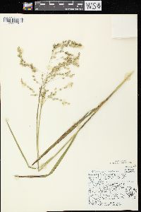 Glyceria canadensis image