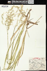 Glyceria canadensis image