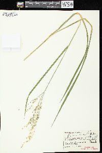 Glyceria canadensis image