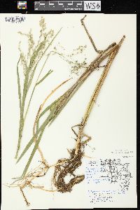 Glyceria canadensis image